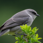 Le Moteur Rotatif Wankel de Mazda : Analyse Technique de son Rôle d'Extendeur d'Autonomie
